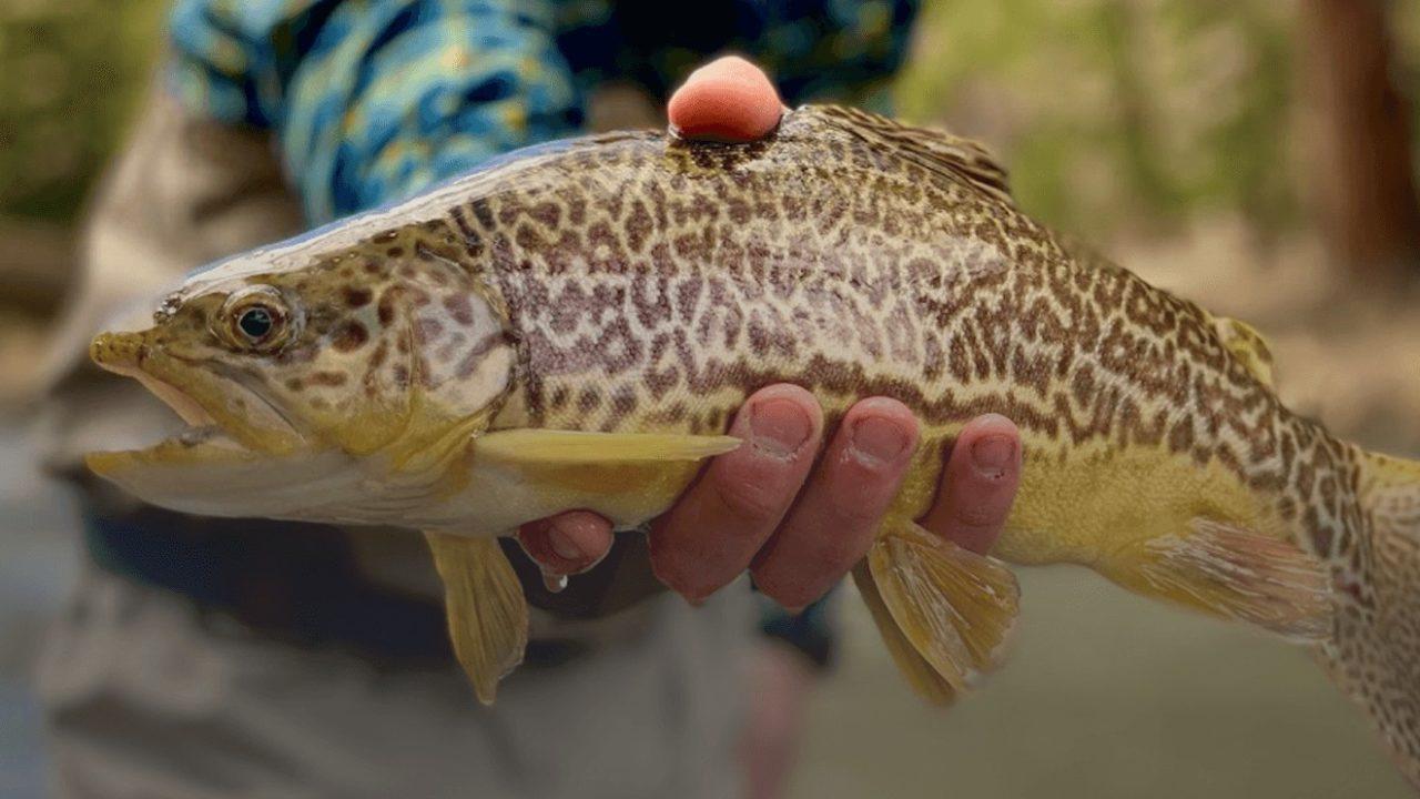 Large Tiger Trout caught on the South Platte River.