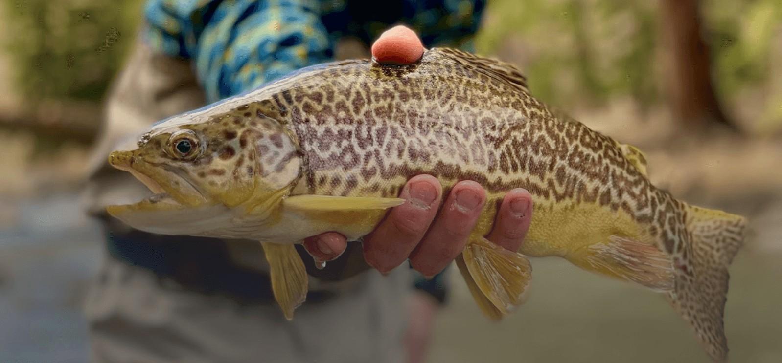 Large Tiger Trout caught on the South Platte River.
