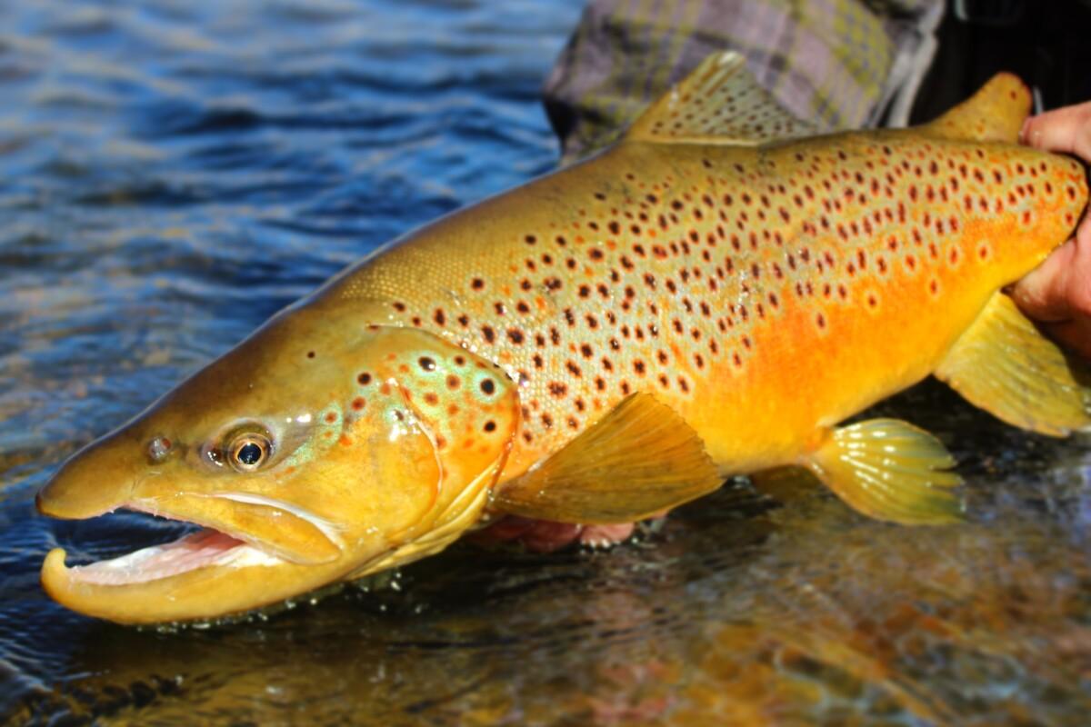 Summer Fly Fishing with the North Fork Ranch Guide Service