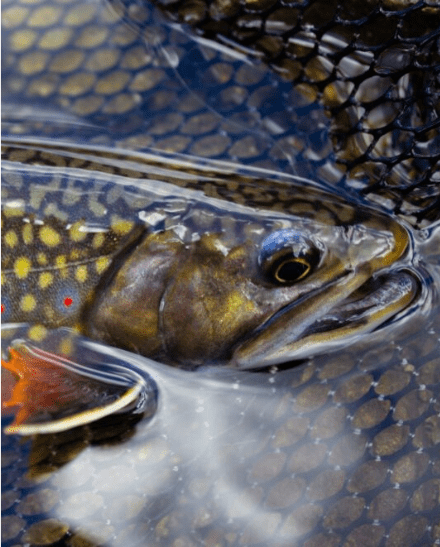 Brook ttrout in water image
