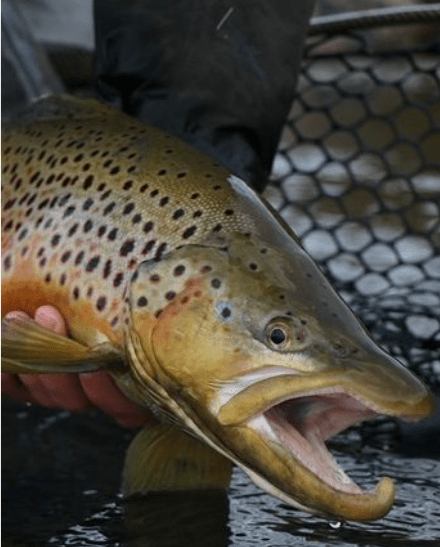 Brown Trout image