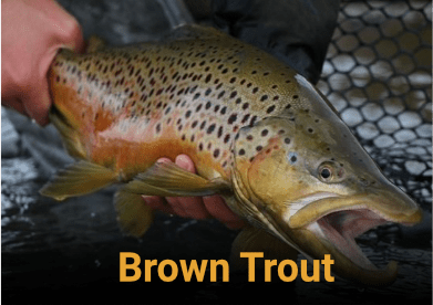 Brown Trout identification and information link