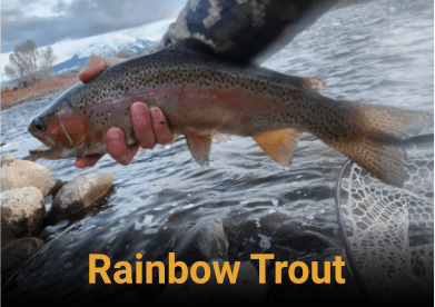 Rainbow Trout information link