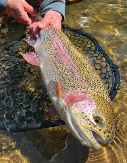 Rainbow trout being released