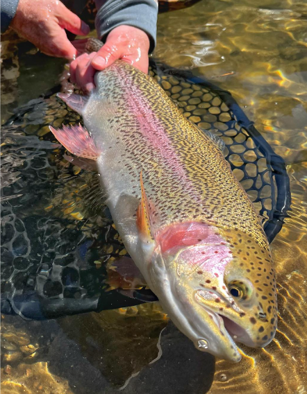 Trout Identification Landing Page