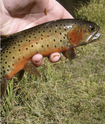 Greenback Cutthroat Trout being released