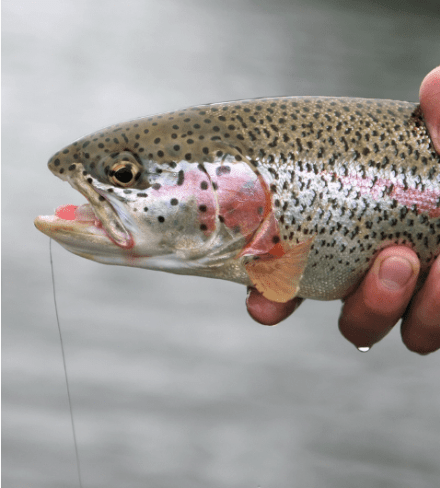 Hybrid Cut-Bow Trout: Origins, Traits, Habitat, and Angling Tips