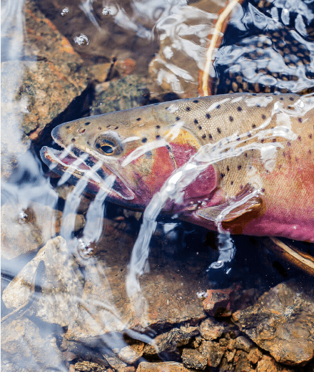 Rio Grande Cutthroat Trout Information page