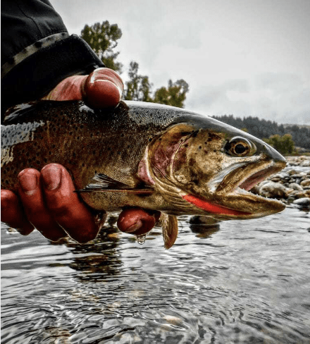 Fly Fishing Cutthroat Trout in Northern Idaho