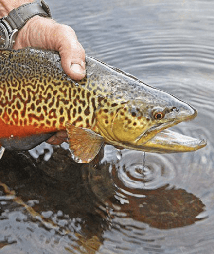 Fall Fishing for Tiger Trout - Cutthroat Trout 