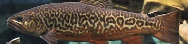 Tiger Trout Information Page