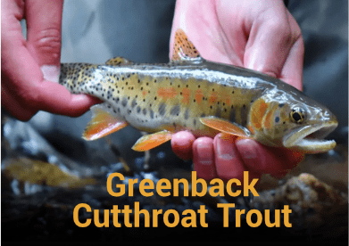 Greenback Cutthroat Trout Information