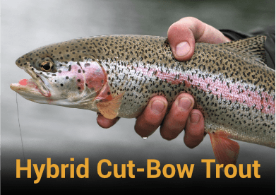 Hybrid Cut-Bow Trout Information