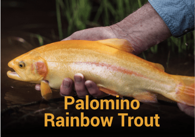 Palomino Rainbow Trout Information