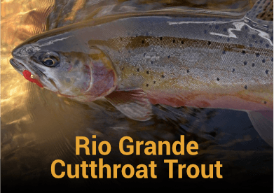 Rio Grande Cutthroat Trout Information