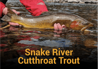 Snake River Cutthroat Trout Information