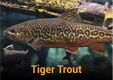 Tiger Trout Information