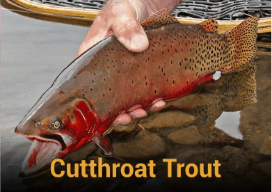 Learn more about the Cutthroat Trout